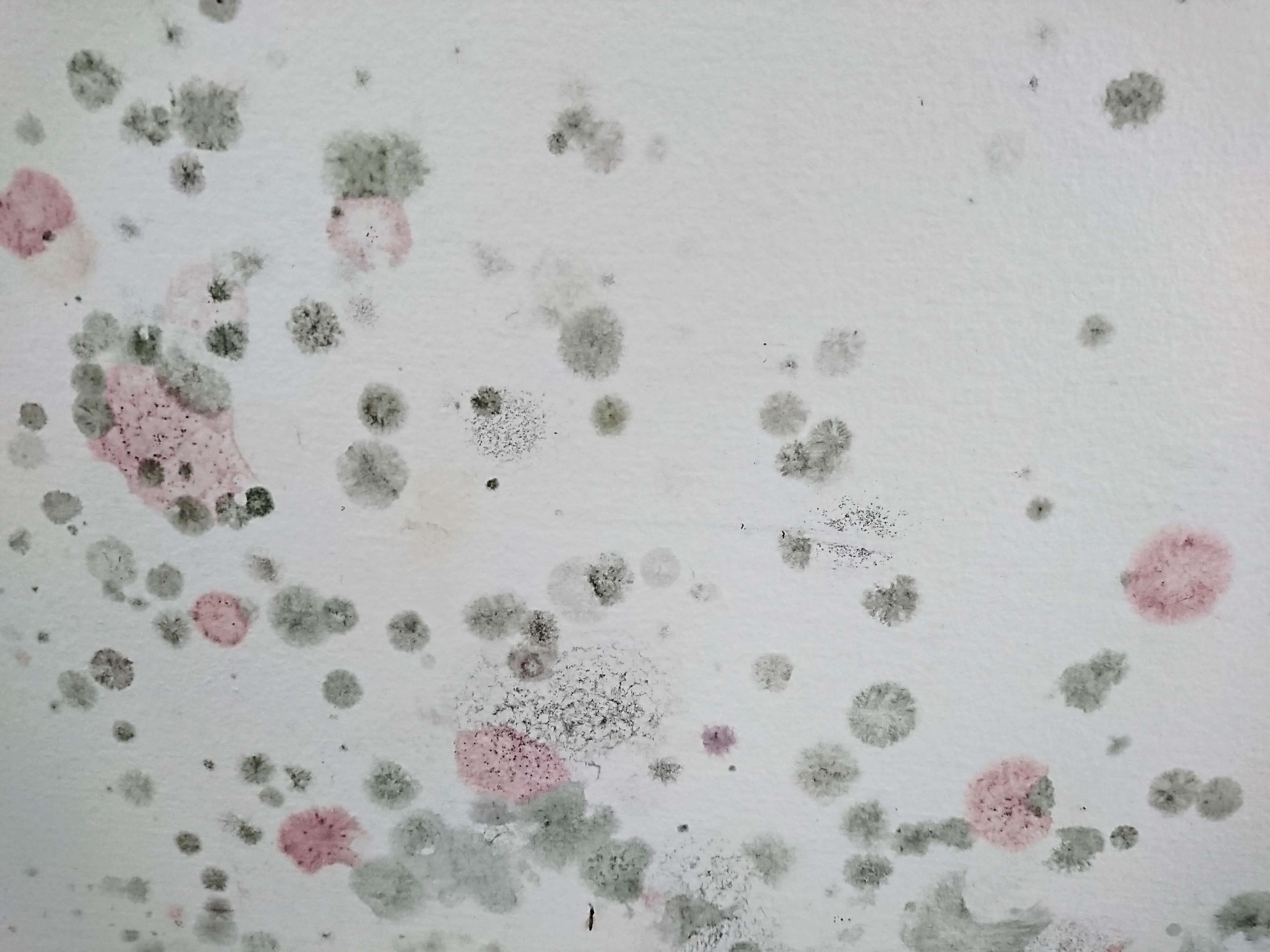 Mould Remediation