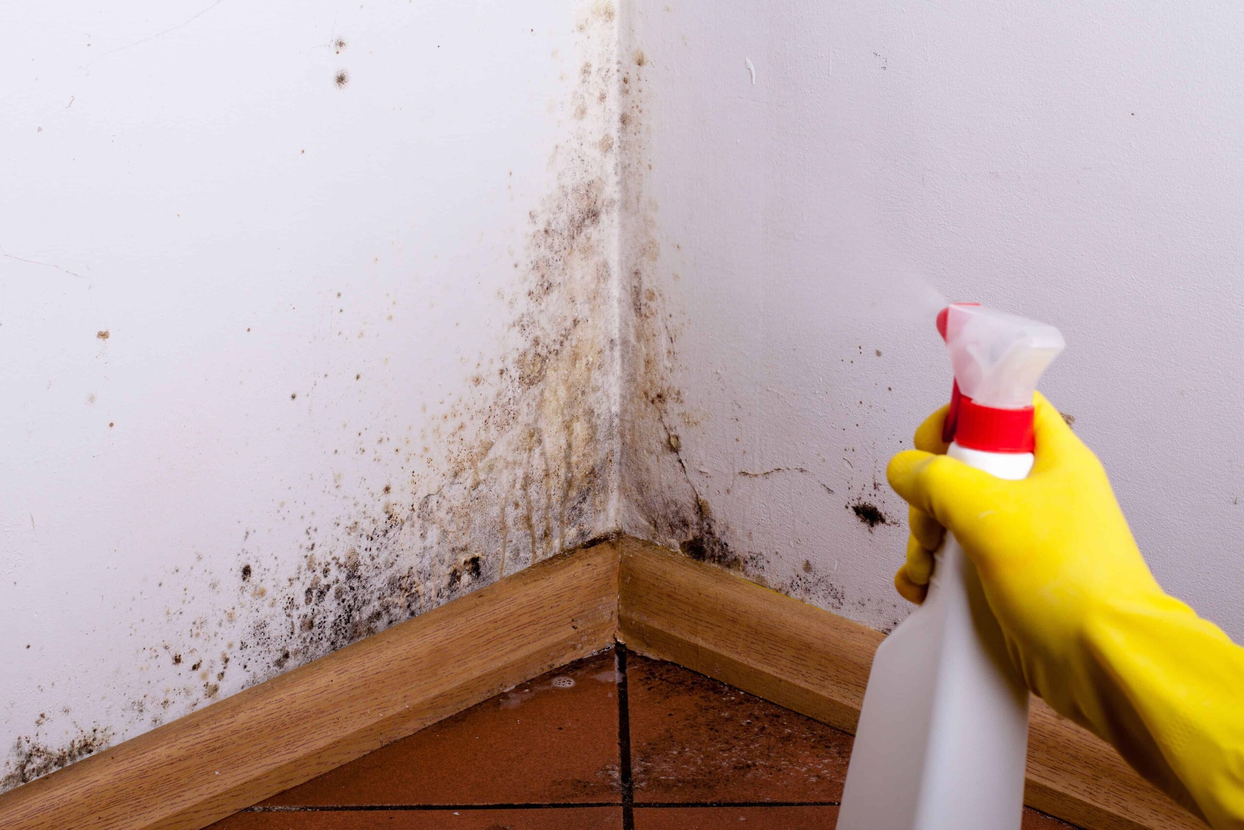 A mold remediation professional wearing protective gear sprays antimicrobial treatment on a mold-damaged interior wall during mold removal.