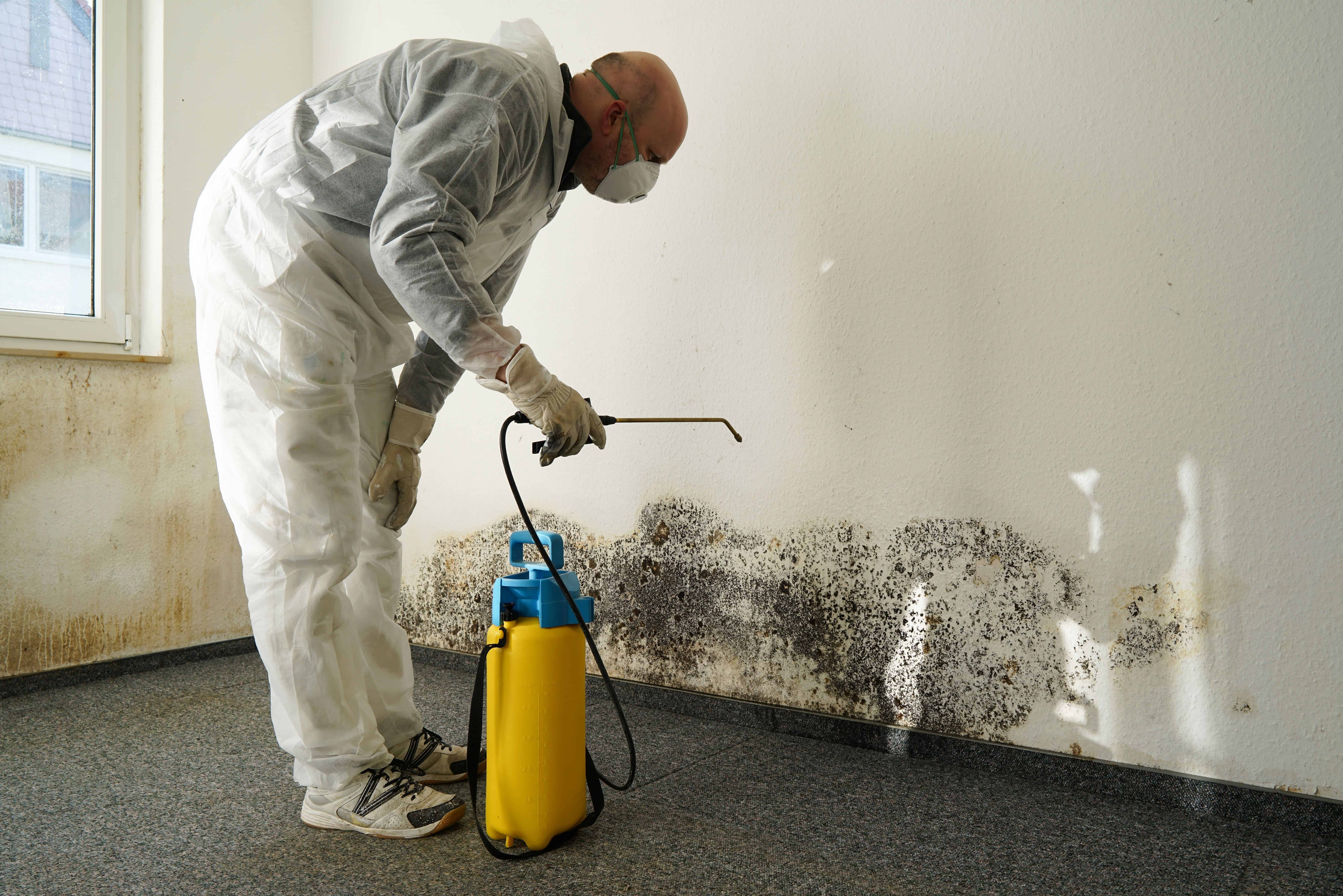 Black mold growing in the corner of an interior wall near the baseboard while a person wearing yellow gloves sprays mold cleaner for remediation.